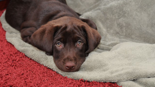 Brown dog red rug white - a brown dog free wallpaper