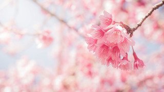Pink sakura cherry blossom outdoors - a tree branch in the sun light of the day free wallpaper