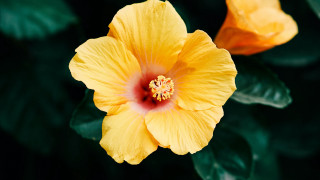 Yellow flower red center green 2 - a yellow flower free wallpaper