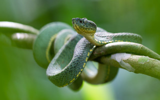 Green snake branch leaves blurry 3 - the background and a blurry background of grass free wallpaper