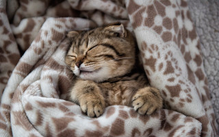 Cat sleeping blanket bed cozy - dom qwek free wallpaper