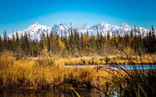 Mountain lake tallgrass trees tiltshift - a lake in the foreground free wallpaper