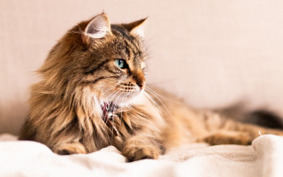 Cat blue eyes laying bed - renaissance free wallpaper for desktop