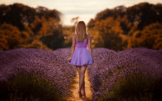 Lavender field woman purple dress - a field of lavender free wallpaper