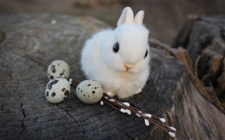 White rabbit rock eggs twigs - a white rabbit free wallpaper
