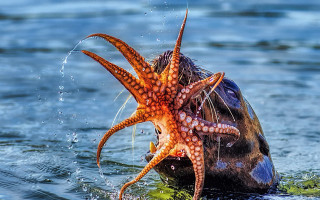 Octopus biting fish underwater photorealistic - an octopus free wallpaper