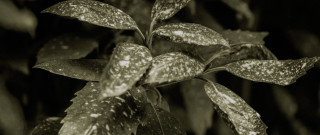 Plant leaves dirt macro grain - david diao free wallpaper