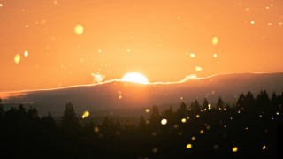 Sunset clouds trees dusk beach - the foreground and a sun free wallpaper