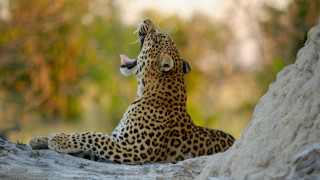 Leopard rock looking up mouth - a leopard free wallpaper for desktop