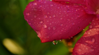 Pink flower water droplets macro 32 - petal free wallpaper
