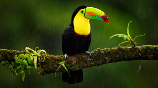Toucan rain branch green background - a green plant free wallpaper for desktop