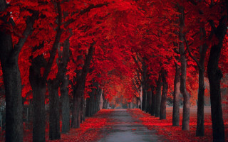 Red leaves forest autumn maple - red leaf free wallpaper