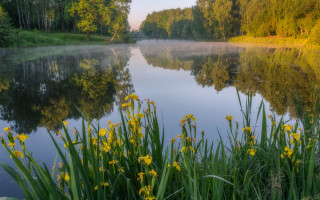 Lake trees grass yellowflowers forest - a few green plant free wallpaper