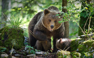 Brown bear forest wildlife puzzle - a brown bear free wallpaper for desktop