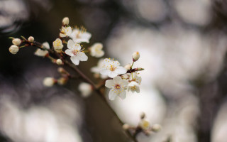 White flower branch macro blurry 2 - a blurry background of trees free wallpaper for desktop