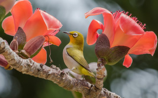 Bird perched branch flowers sky - photograph free wallpaper for desktop