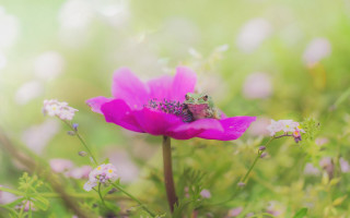 Insect pink flower field bokeh - a macro photograph free wallpaper for desktop