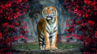 Tiger rockwall autumn leaves digitalanimal - a rock wall free wallpaper for desktop