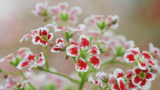 Flower red white bokeh macro - petal free wallpaper
