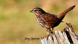 Bird wooden post grass brown - wooden free wallpaper
