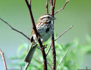 Bird branch green leaves blurry - the background and a blurry background free wallpaper
