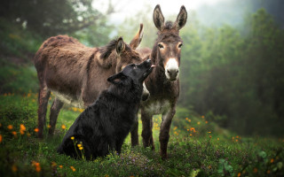 Dog donkey flower field misty - a foggy sky free wallpaper