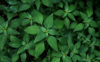 Green leaves closeup macro photorealism - a plant free wallpaper