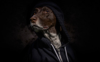 Dog hoodie dark portrait black - a hoodie free wallpaper for desktop