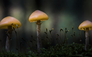 Three mushrooms moss forest macro - arie smit free wallpaper