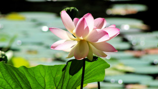 Pink lily bloom water lilies - a pond free wallpaper