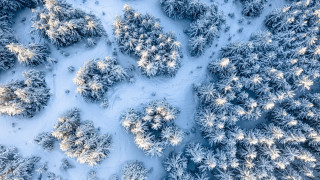 Snowy forest aerial microscopic Christmas - the top of the trees free wallpaper