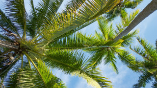 Palm tree view blue sky - a few cloud free wallpaper
