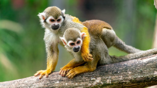 Two monkeys tree branch photorealistic - alex petruk ape free wallpaper for desktop