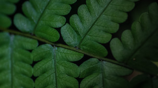 Green leaf foliage lace blurry - a green leaf free wallpaper