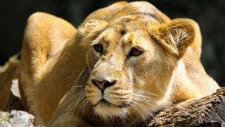 Lion resting tree branch sun - a tree branch in the sun free wallpaper