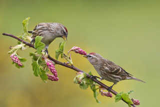 Birds branch flowers foreground blurry - the foreground and a blurry background free wallpaper