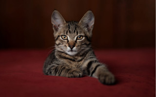 Cat serious look red blanket - a portrait free wallpaper for desktop