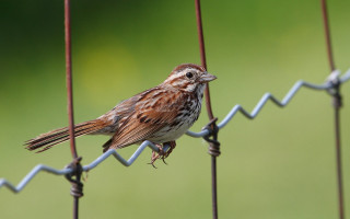 Small bird perched wire fence - a green background free wallpaper