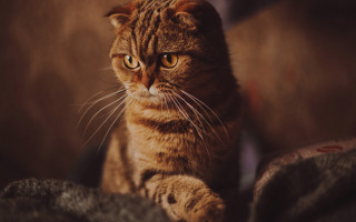 Cat couch serious eye portrait - aestheticism free wallpaper for desktop