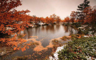 Lake trees orange leaves snow - orange leaf free wallpaper for desktop
