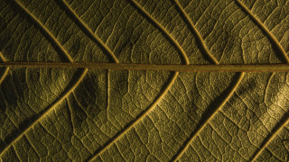 Leaf yellow line green background - edward weston free wallpaper