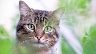 Black cat green eyes animal 2 - a blurry background of grass free wallpaper for desktop