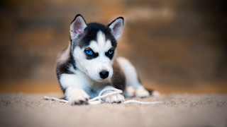 Puppy blue eyes rope laying - him free wallpaper for desktop