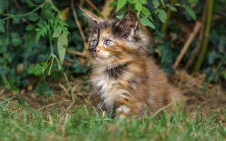 Kitten grass bush impressionism animal 2 - a kitten free wallpaper