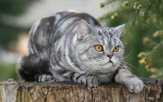 Cat stump serious neoplasticism marble - a cat free wallpaper