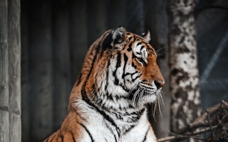 Tiger shade tree zoo blurry - a tiger free wallpaper for desktop