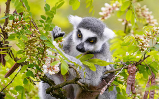 Gray white animal tree branch - corneille free wallpaper