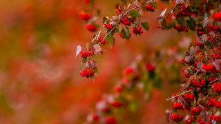 Branch red berries autumn blurry - red berry free wallpaper