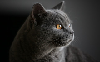 Gray cat yellow eyes looking - a gray cat free wallpaper for desktop