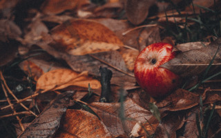 Red apple bite leaves woods - a red apple free wallpaper